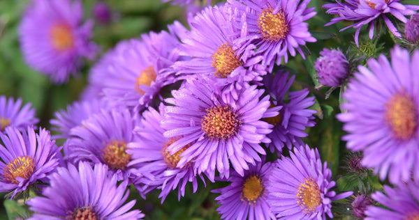 The September Birth Flower: Asters