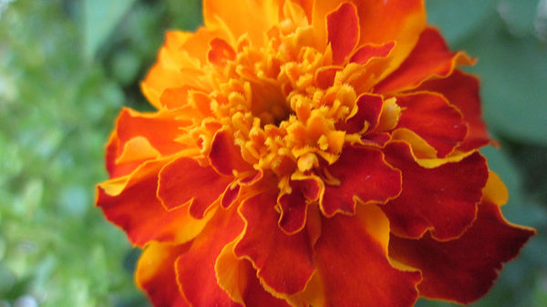 October Birth Flower: Marigolds