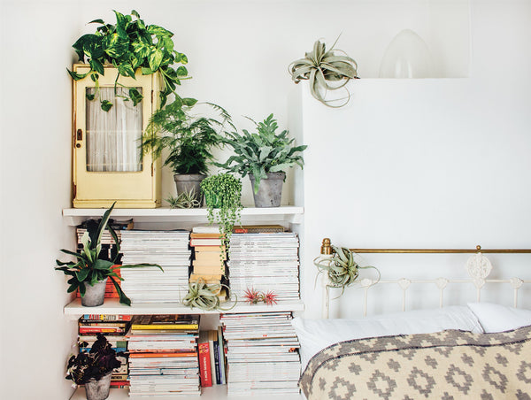 5 Houseplants to Put In Your Bedroom