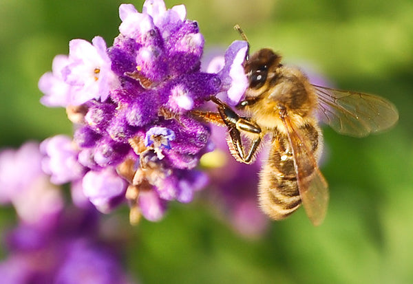Help Save the Honey Bees: Plant Blue & Purple Flowers