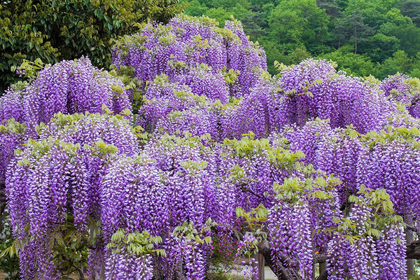 Celebrating International Women's Day: Our Favourite Purple Flowers