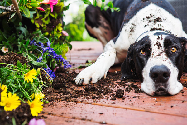 Pet Friendly Flowers Perrfect for Cats and Dogs!