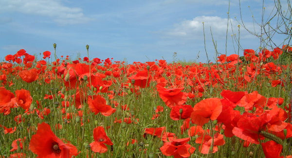 The History of the ANZAC Day Poppy