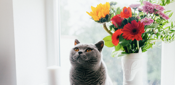 5 Flowers For Your Holiday Decor That Are Safe For Pets