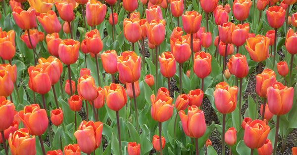 Why We Love Tulips