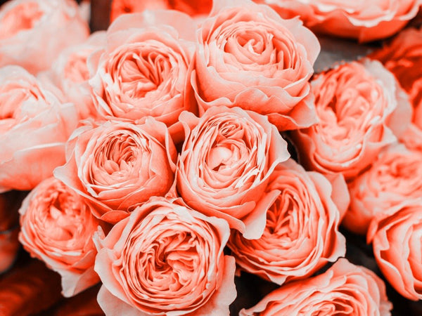 Pantone’s Colour of the Year: Living Coral - It’s Perfect for Flowers