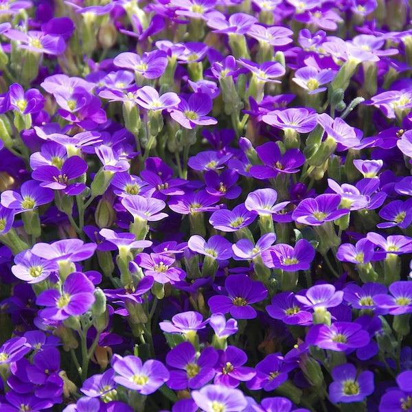 February Birth Flower - Violet