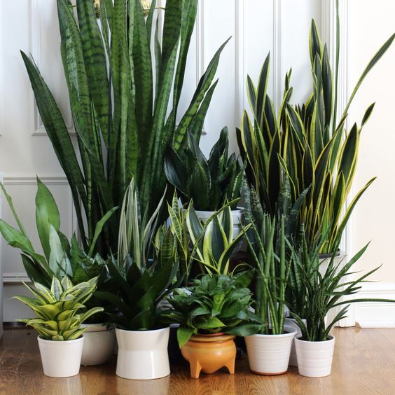 The 6 Best Indoor Plants for Your Home This Winter