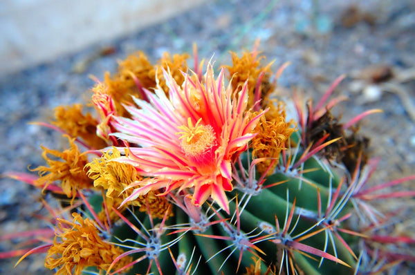 Our Favourite Desert Flowers