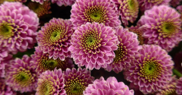 November Birth Flower: Chrysanthemum