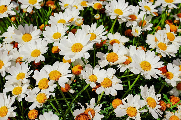 The April Birth Flower: Daisies