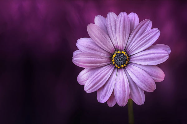 Our Favourite Purple Flowers for International Women's Day