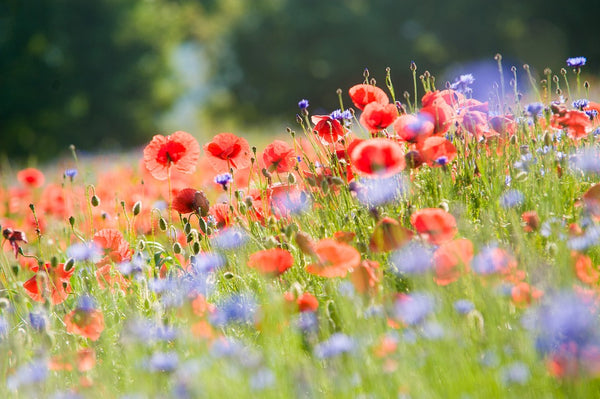 Our Favourite Flowers For ANZAC Day