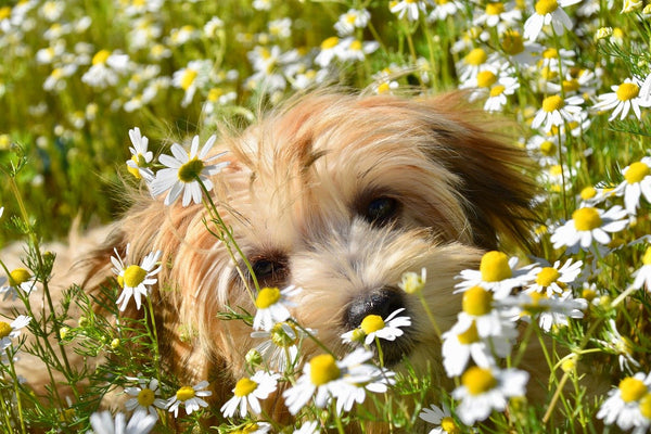 Honouring National Tick Awareness Month: The Cutest Dogs & Cats With Flowers