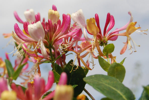 Facts You’ll Love About Honeysuckle
