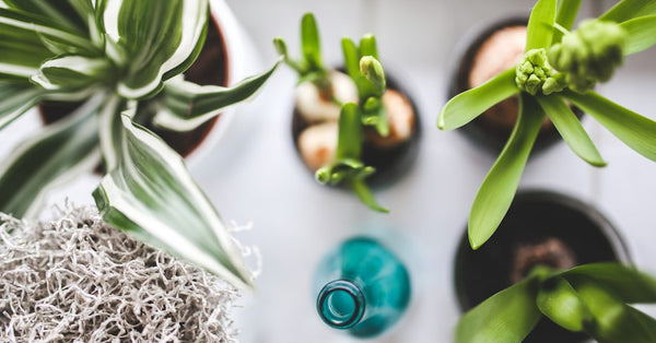 How to Choose the Right Plant for Your Home