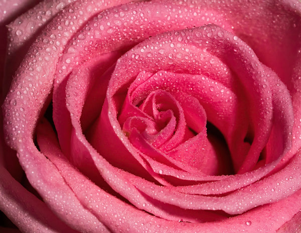 5 Amazing Facts About Roses You Need to Know Now