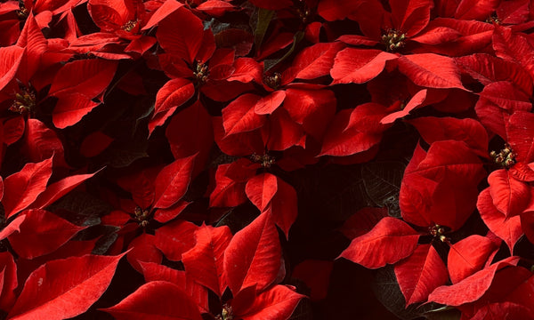 5 Things You Need To Know About Poinsettia