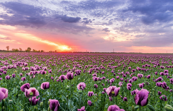 Favourite Flower Farms To Visit Around The World