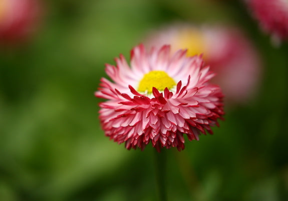 3 Tips for Taking Flower Photos