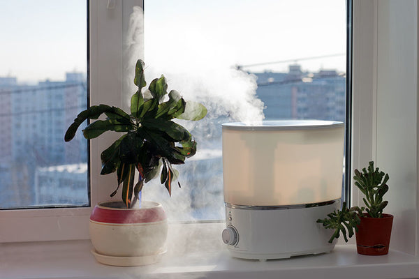 How To Care For Your Houseplants During Winter