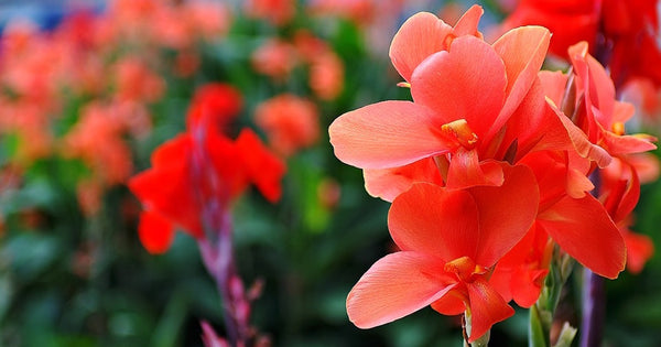 August Birth Flowers: Gladioli & Poppies