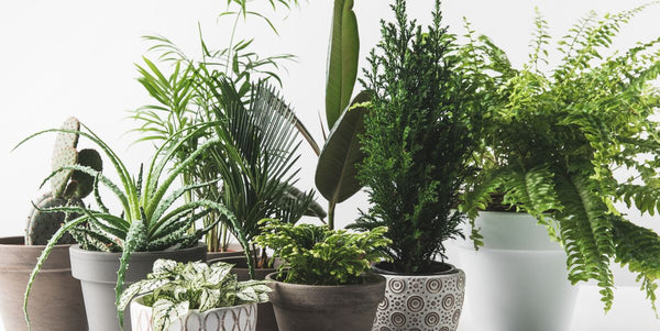 What You Should Name Your Houseplant