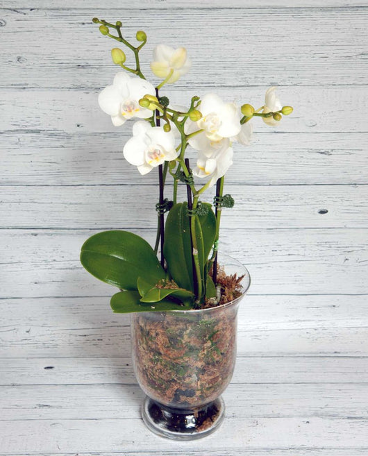 Phalaenopsis Orchid - Glass Pot