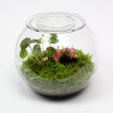 Terrarium Greenhouse Ecosystem